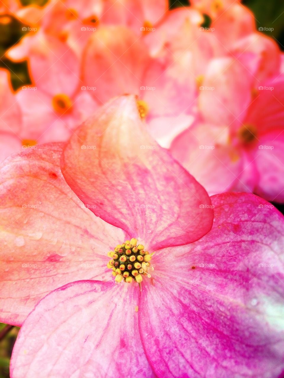 Close-up of pink flower