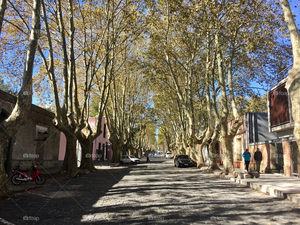 Trees and Cobblestones, Colonia, Uruguay