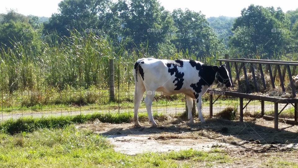 cow. Kensington Farm Center,  New Hudson, Michigan