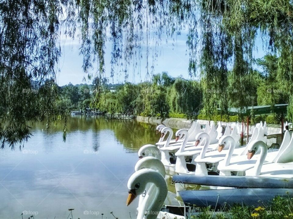 Swan Lake, Burnham Park PH