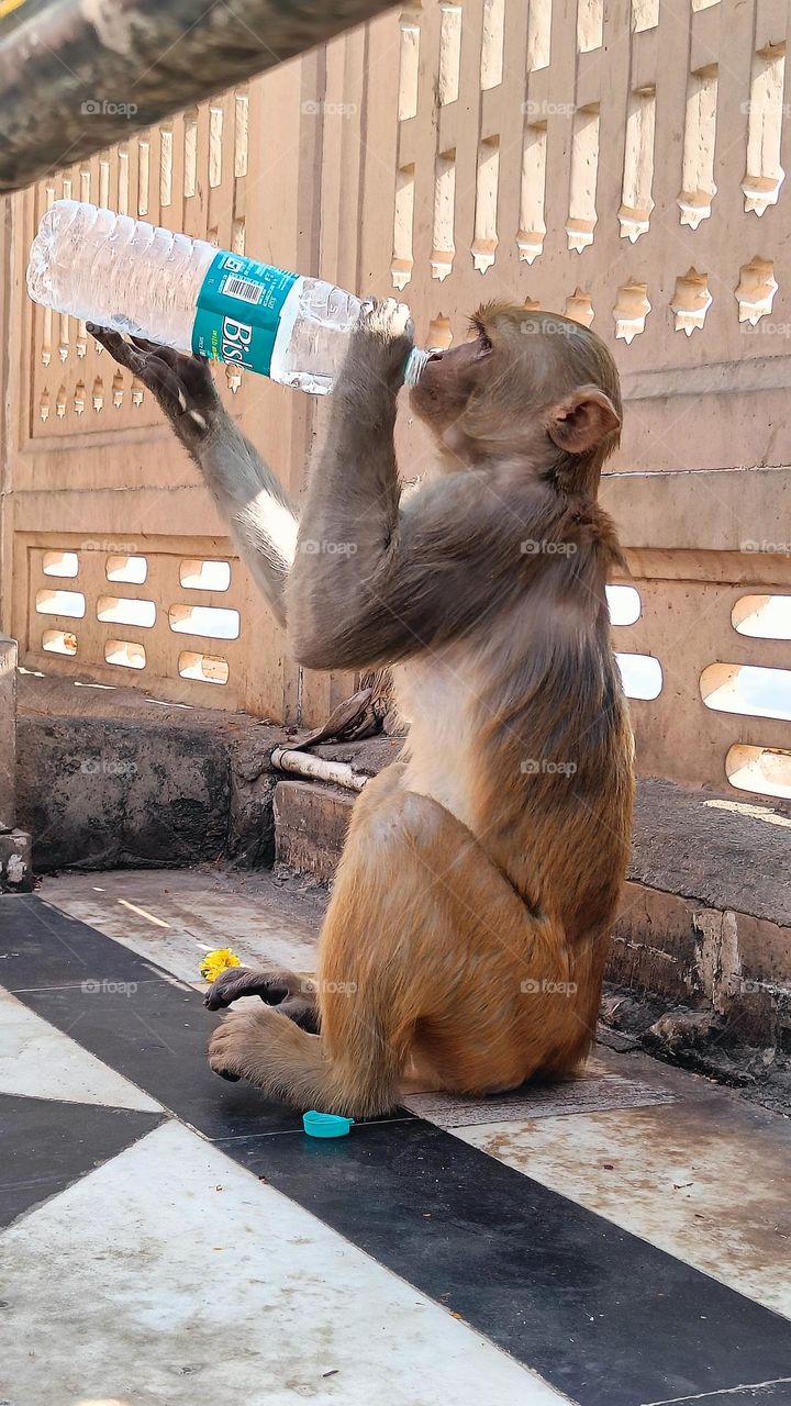 Thirsty Monkey