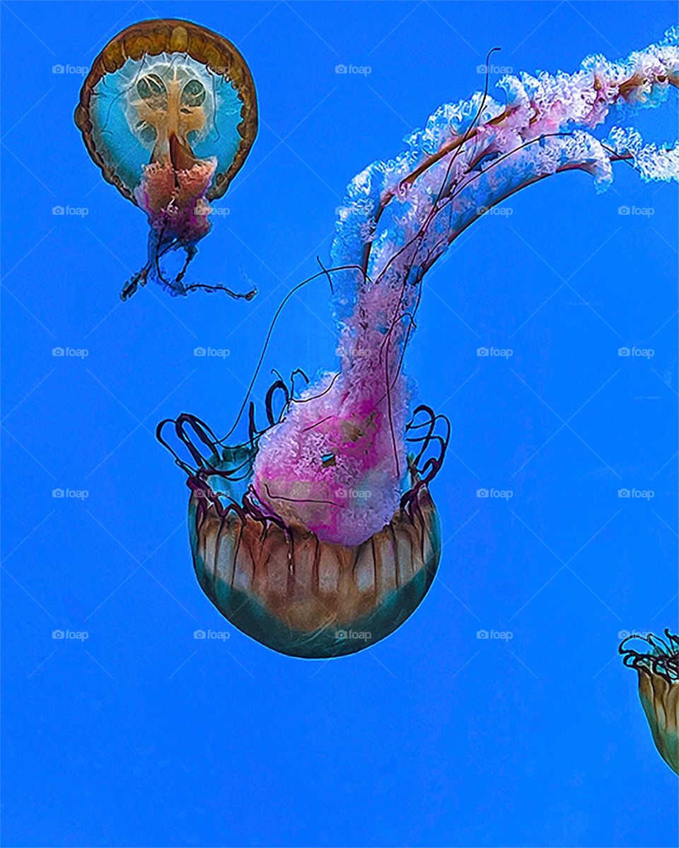 Jellyfish 