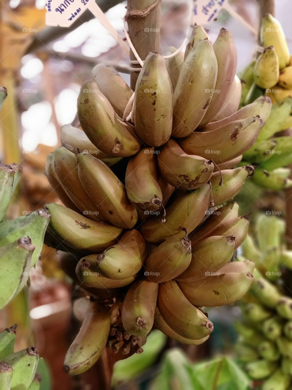 Bananas