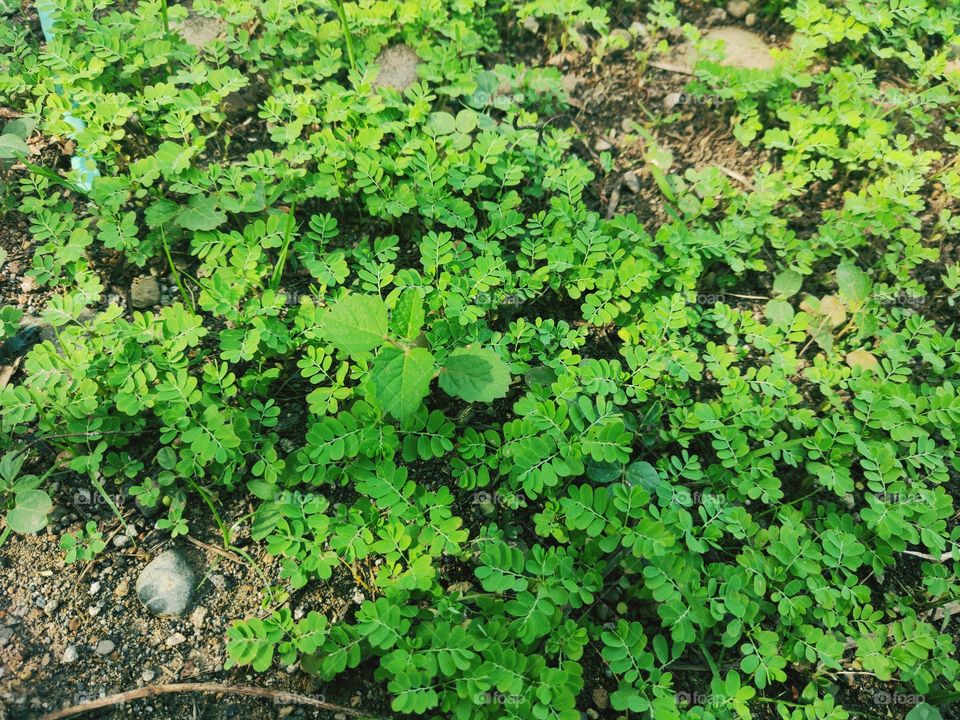 The grass is still small and grows in the yard of the house and the afternoon sun shines.