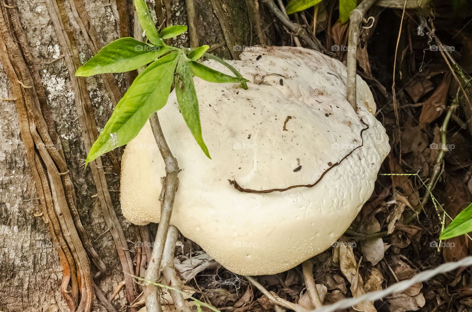 Ganoderma Applanatum Growing On Tree