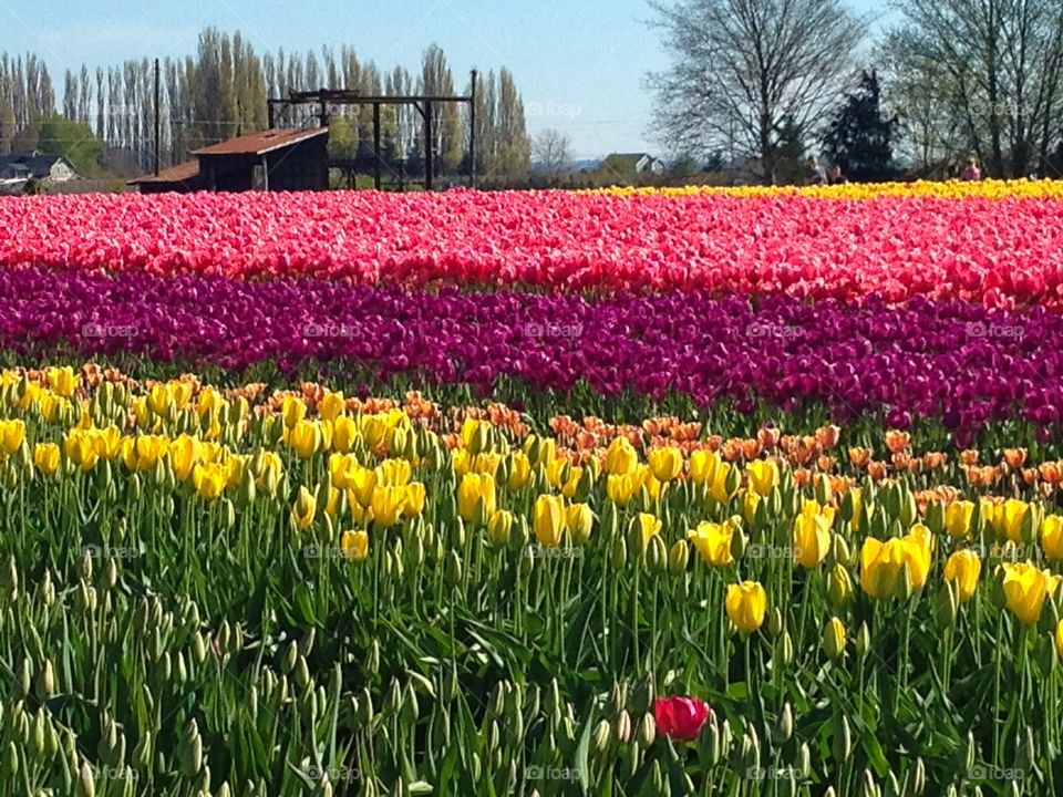 Tulip fields