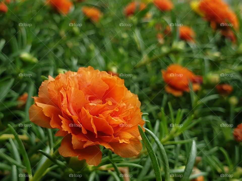 my beautiful Portulaca grandiflora