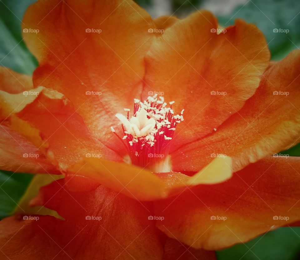 Flowers are blooming in the garden, beautiful in color