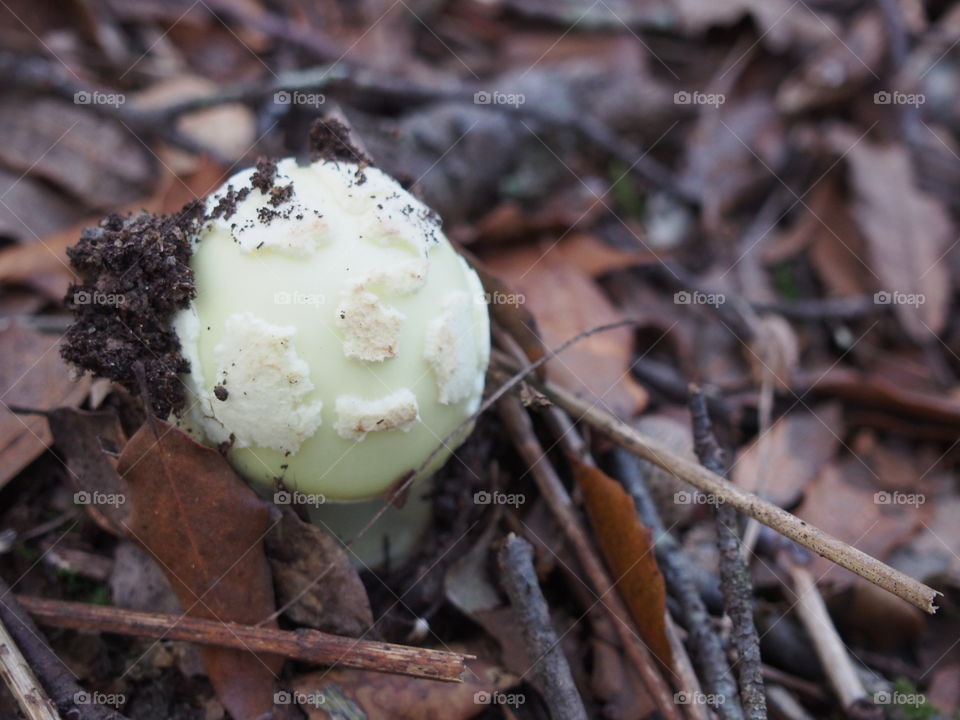 Mushrooms in the forest