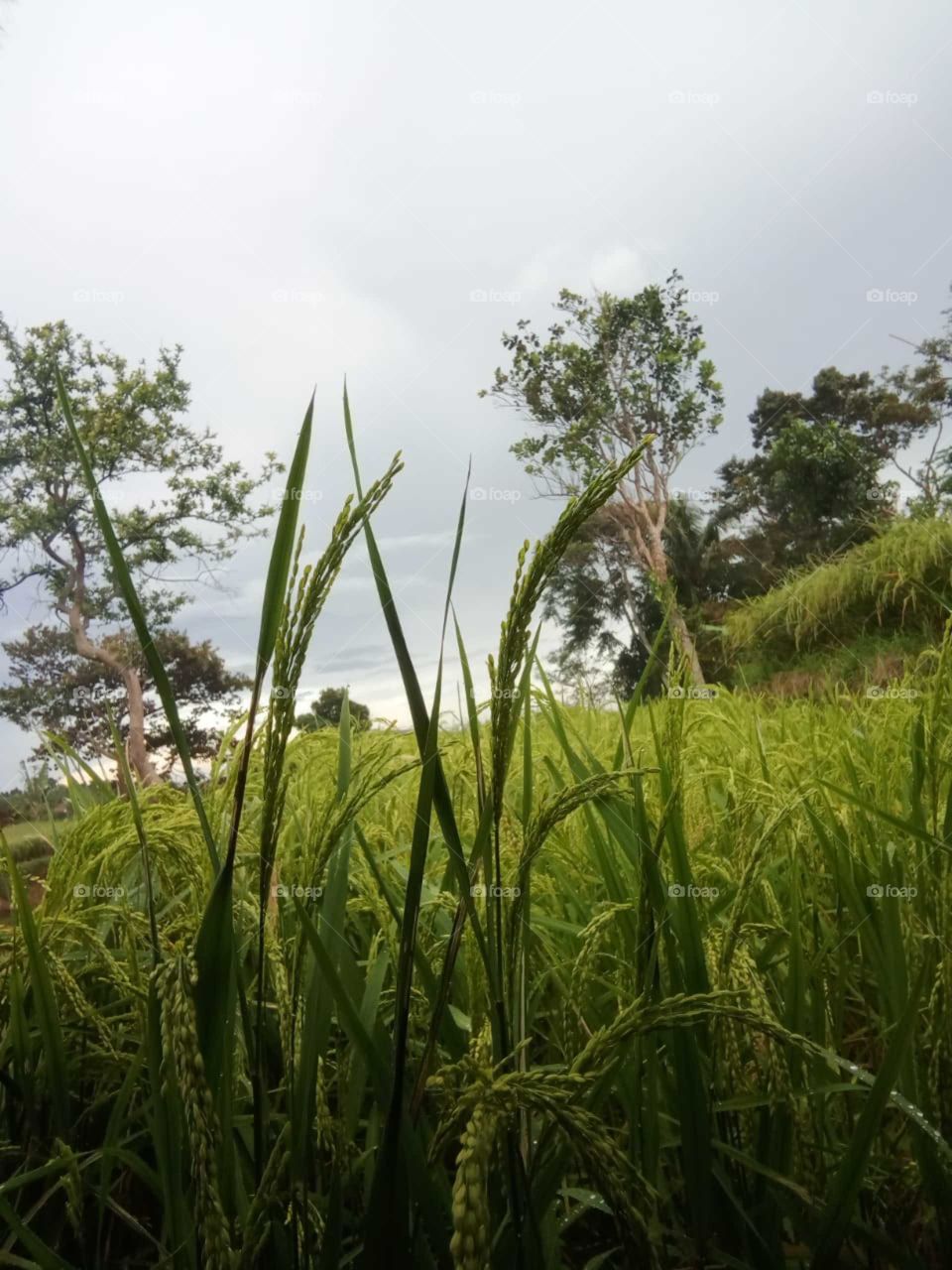 Rice trees that have not turned yellow and cannot be harvested by farmers