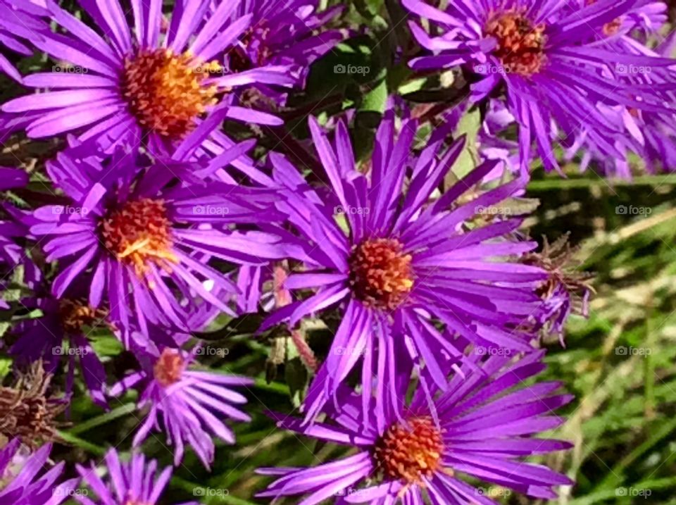 Purple wild flowers