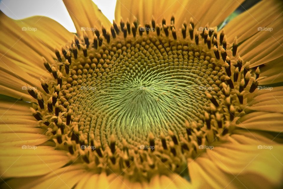 Sunflower curls and circular highways 