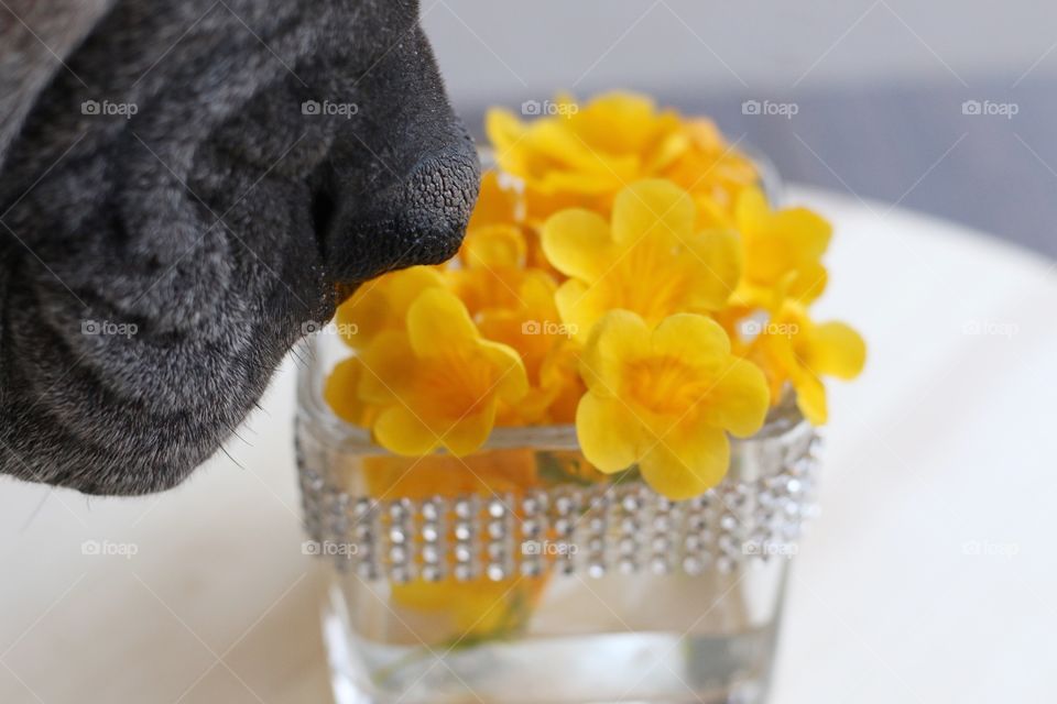 Dog smelling yellow flowers