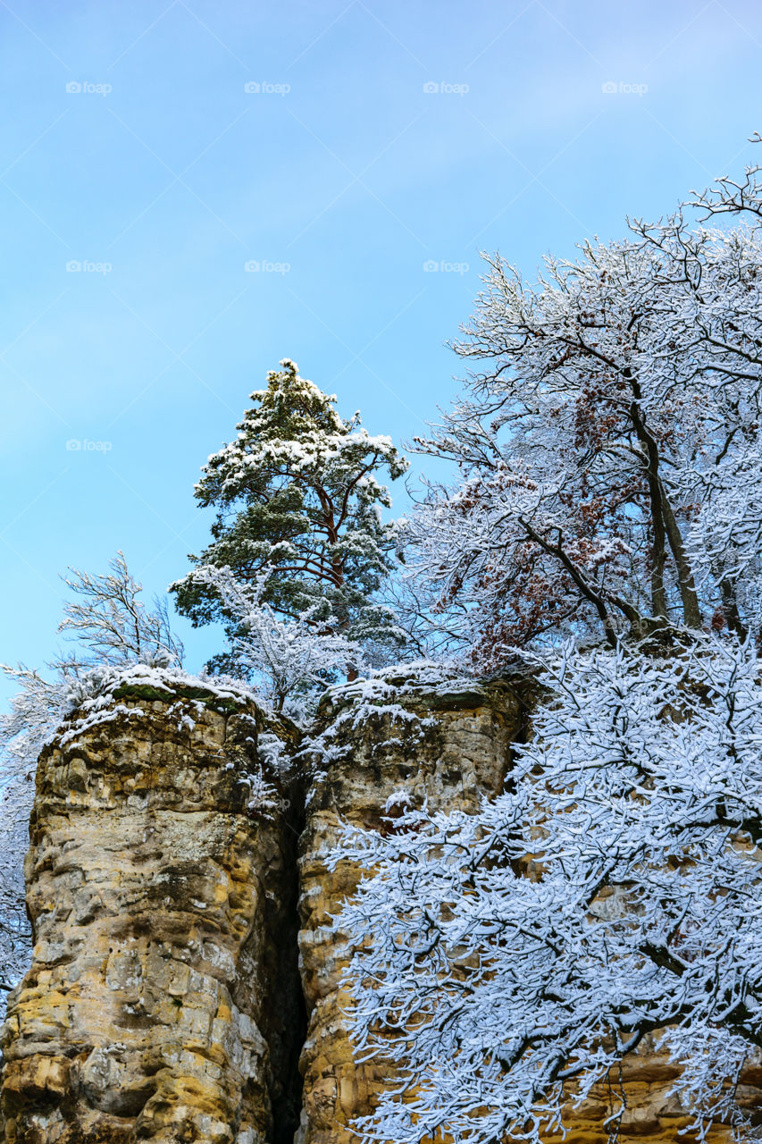 Mountain view with trees and snow 