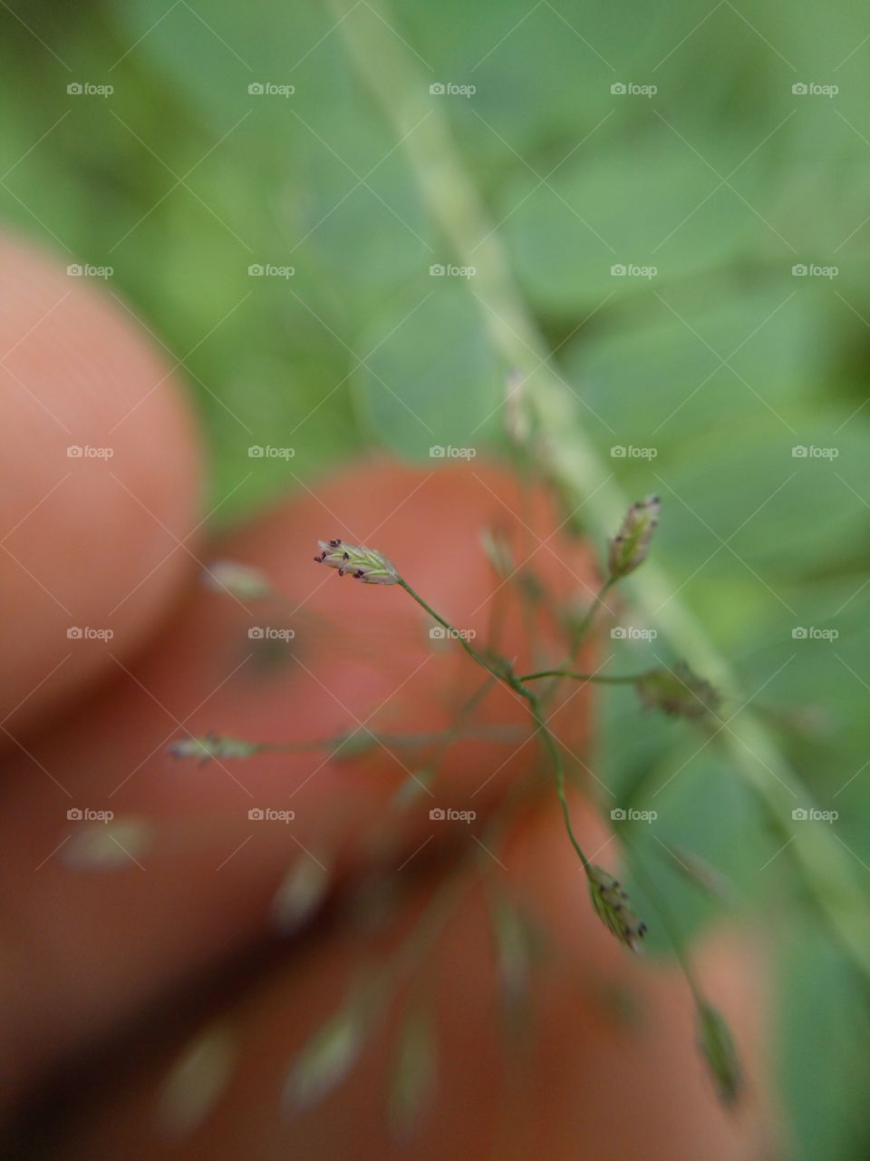 grass flowers in front of fingers