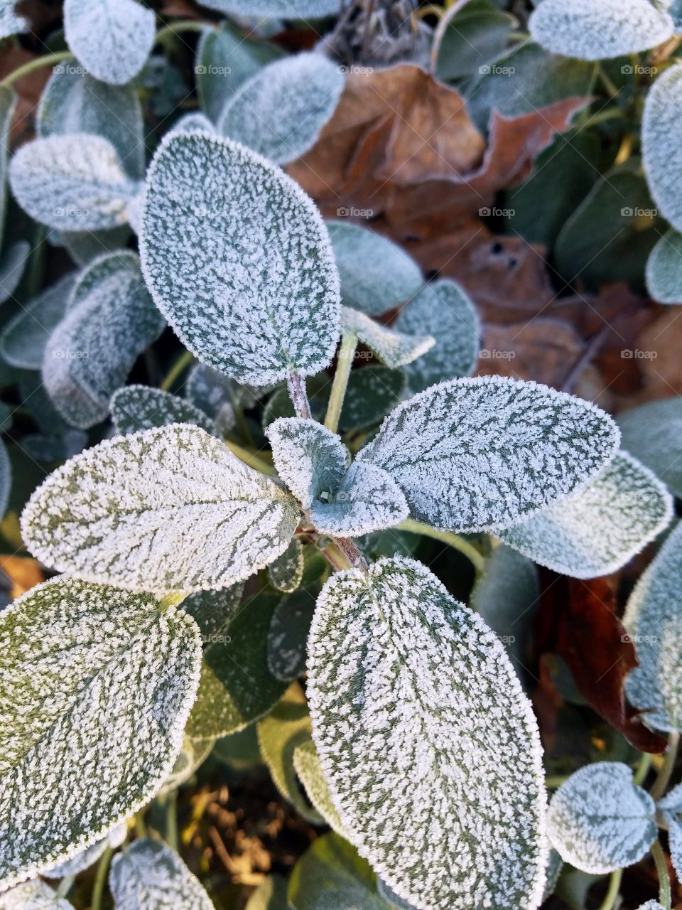 Frosted Plant