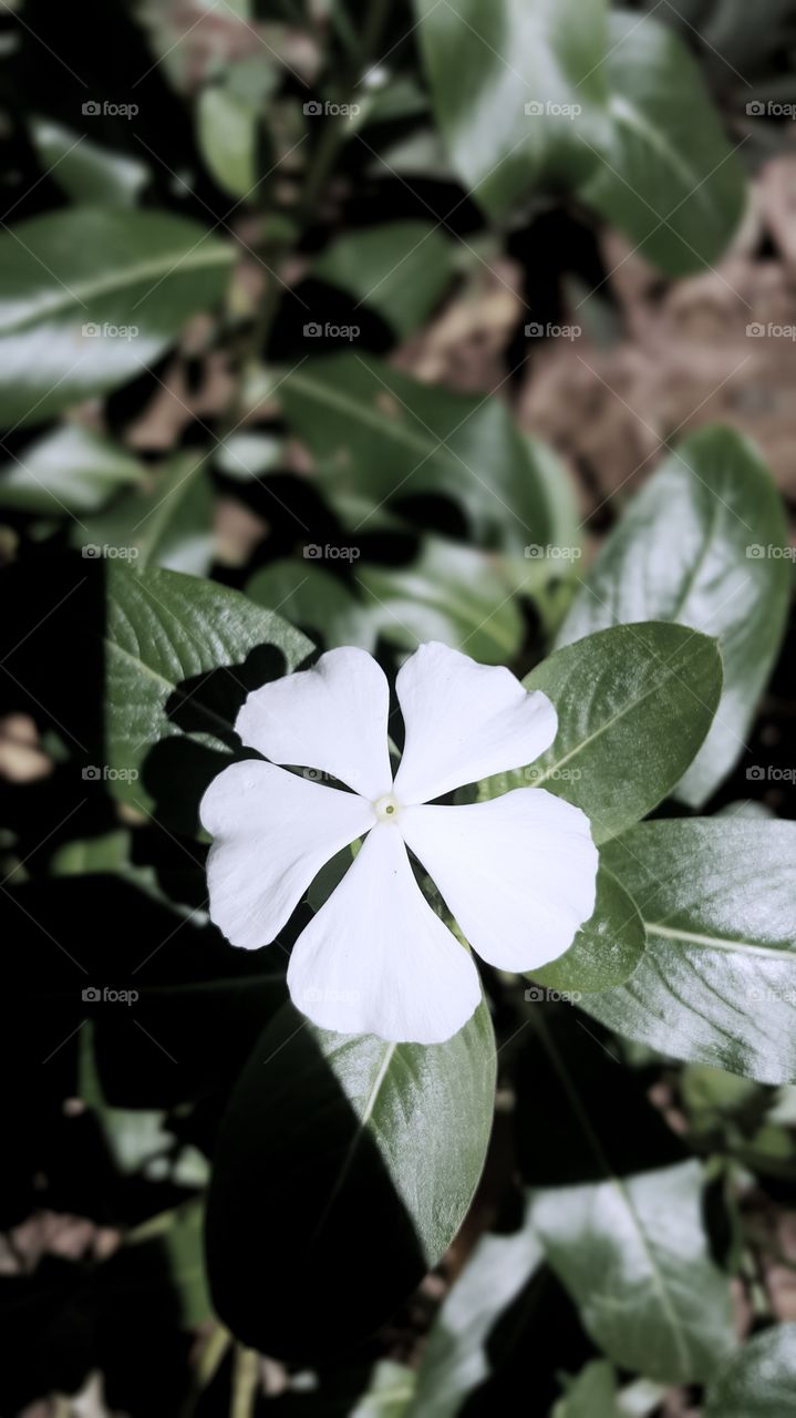 this white flower so beautiful
