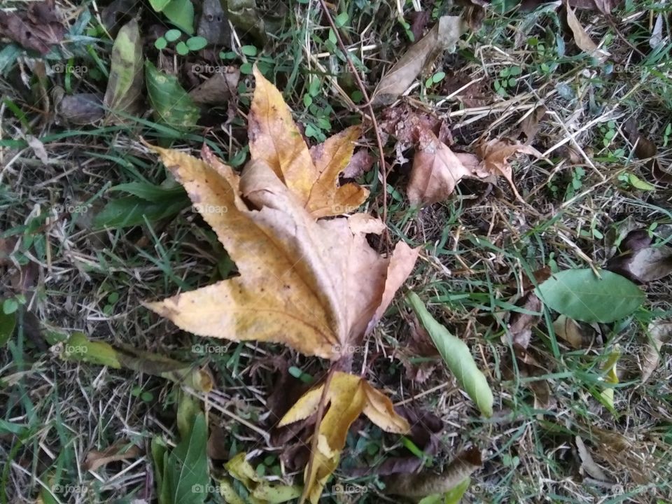dry leaf of autumn