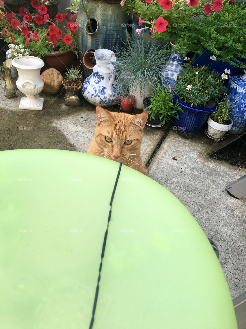 Cat, Flower, No Person, Portrait, Garden