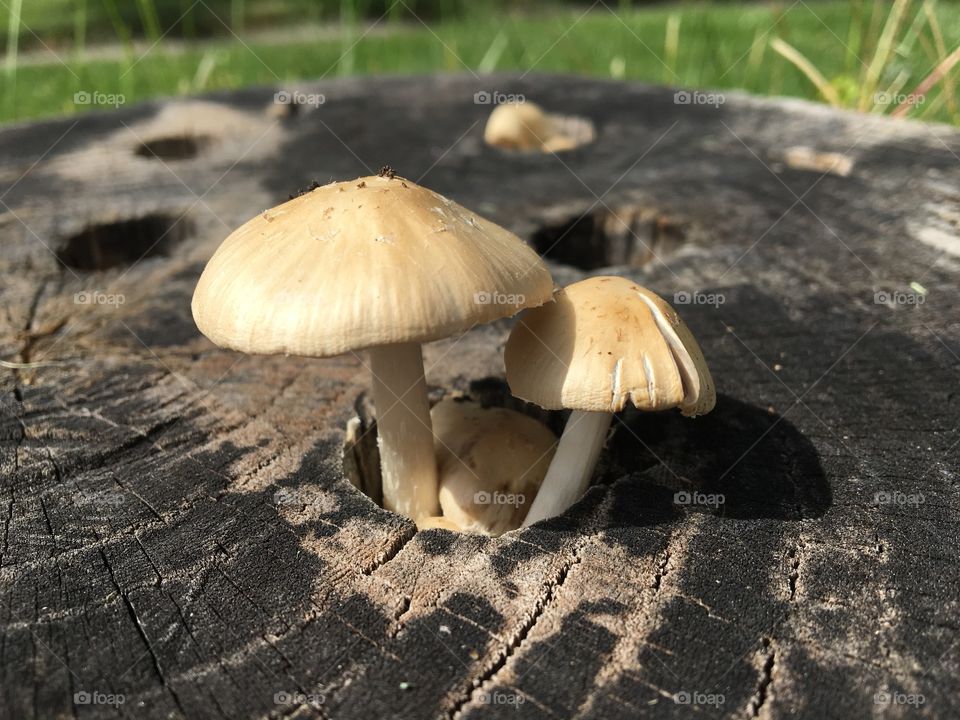 Mushrooms
