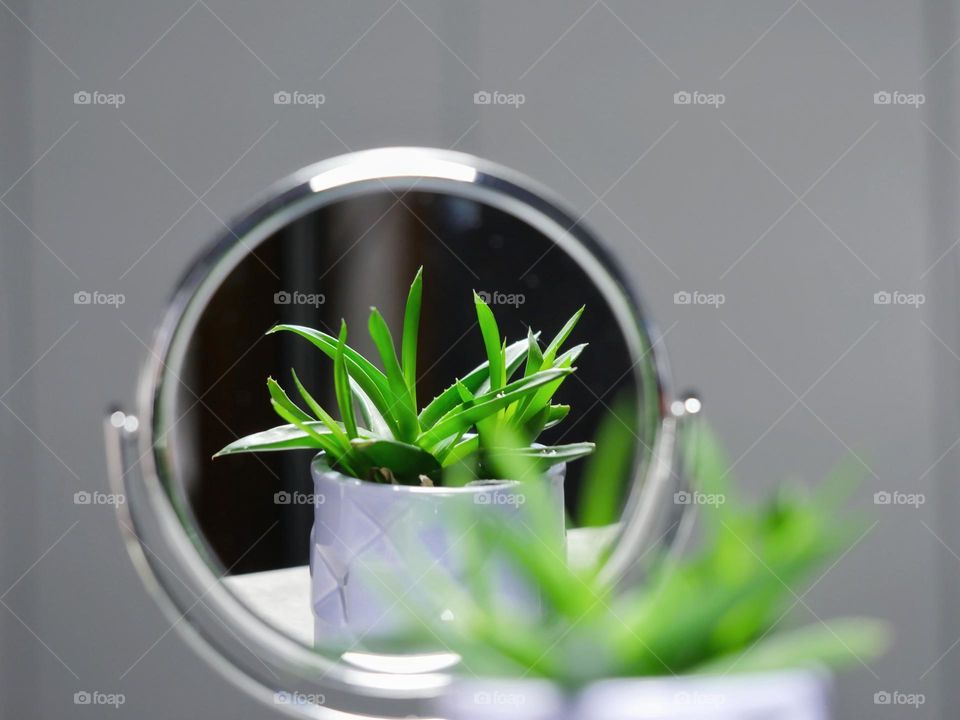 Plant reflection