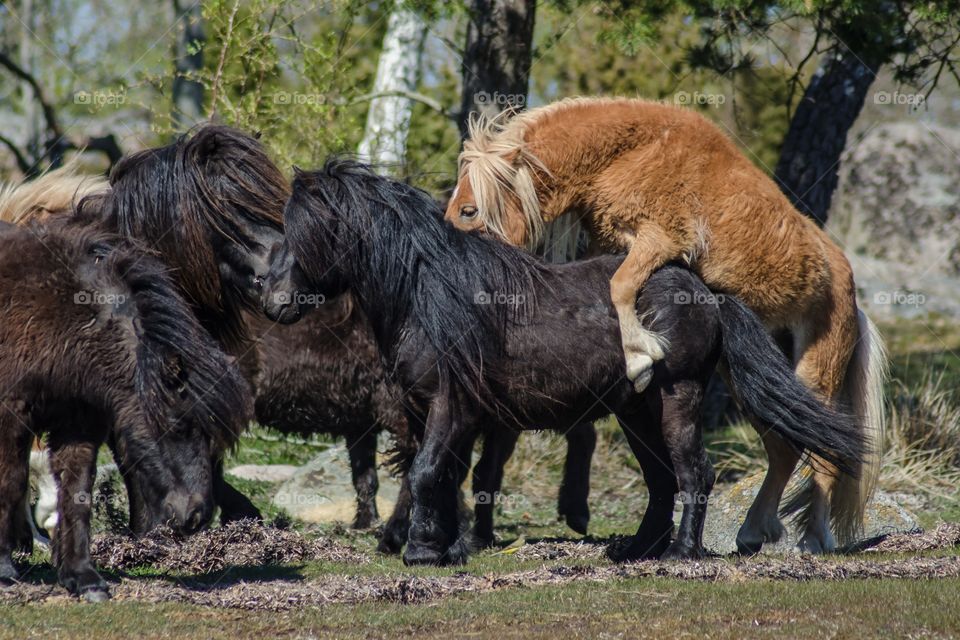 Shetland ponies playing together