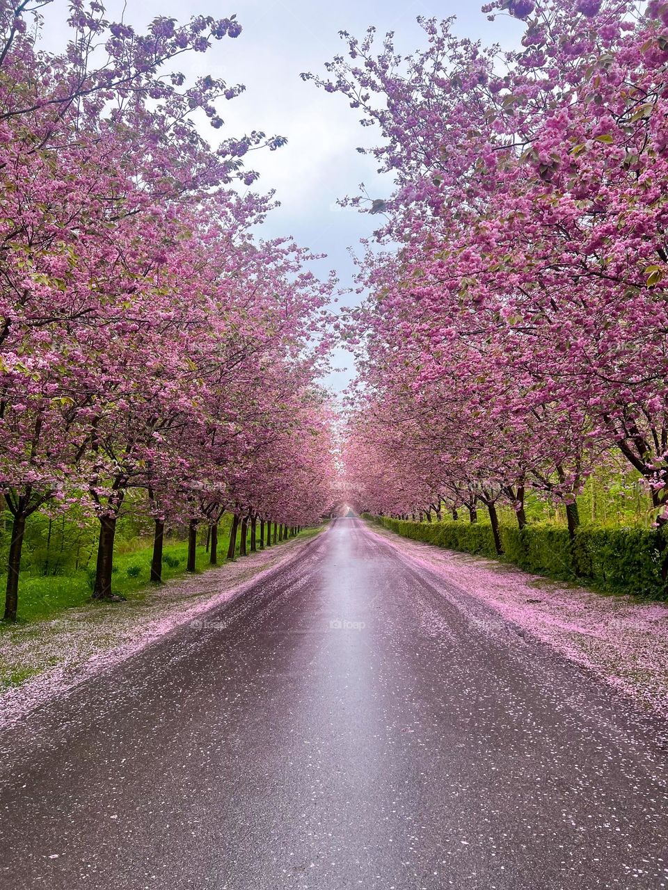 avenue with cherry trees