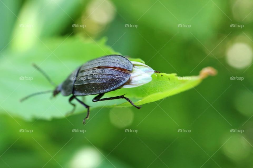 Beetle