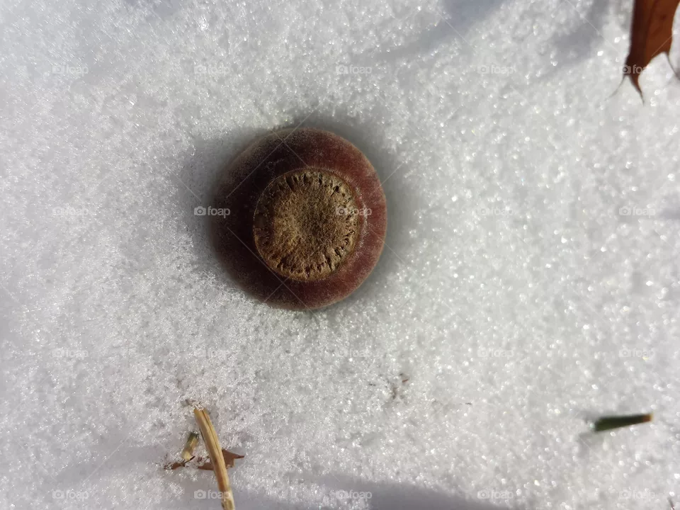 *Snow Day (9°F)*
