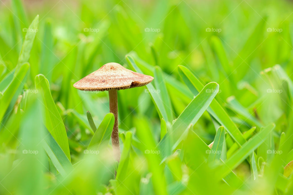 Mushroom after the rain