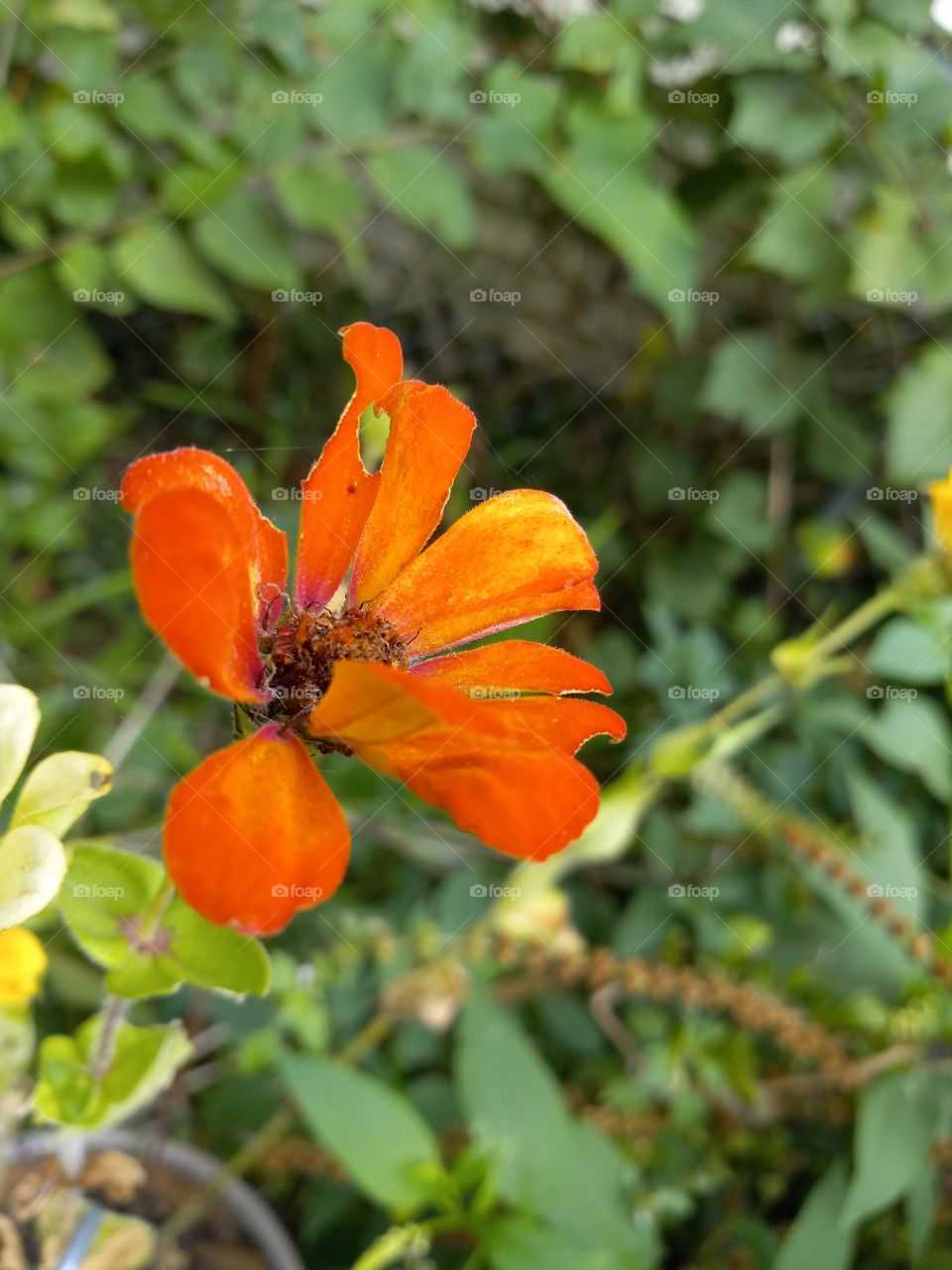 orange, green, nature....