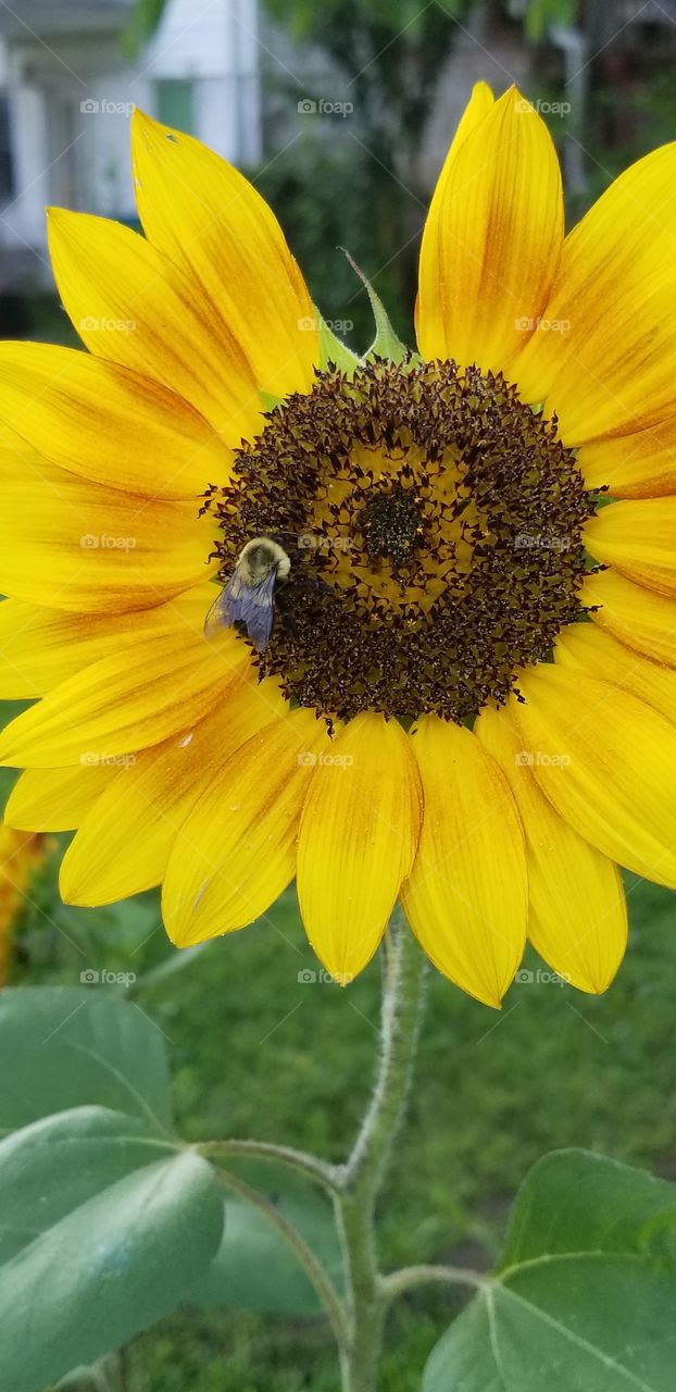 Bumblebee on sunflower