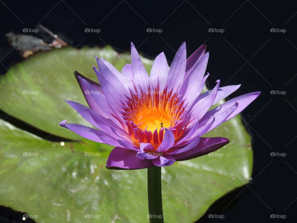 Water Lily