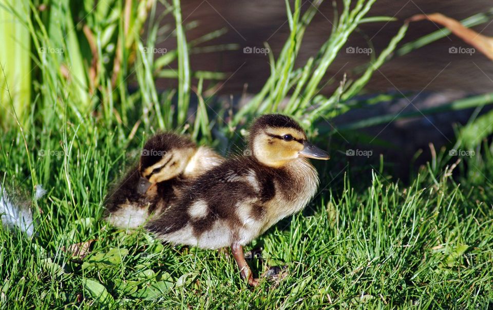 Ducklings