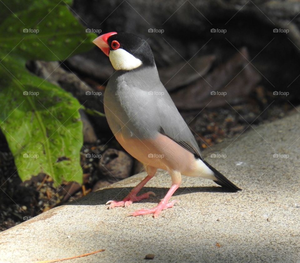 Bird-Java Sparrow