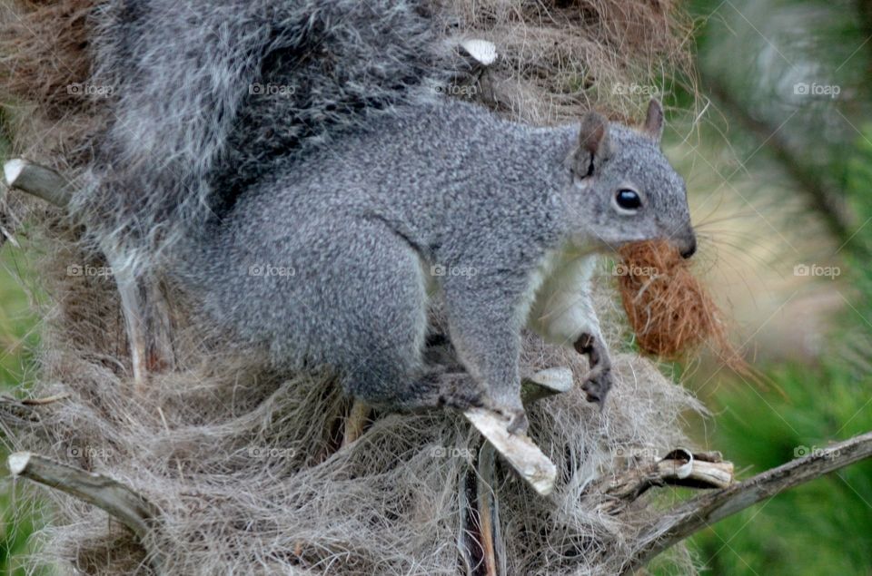 springtime squirrel