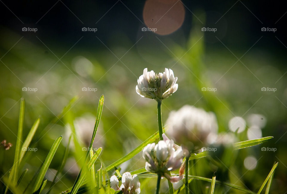 green nature flower grass by gabrielrocha