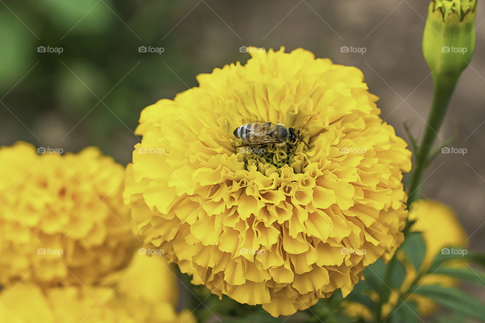 Bee on Yellow Marigold  flowers or Tagetes erecta in garden.