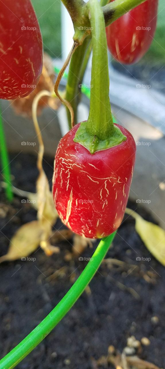 peppers in a pot
