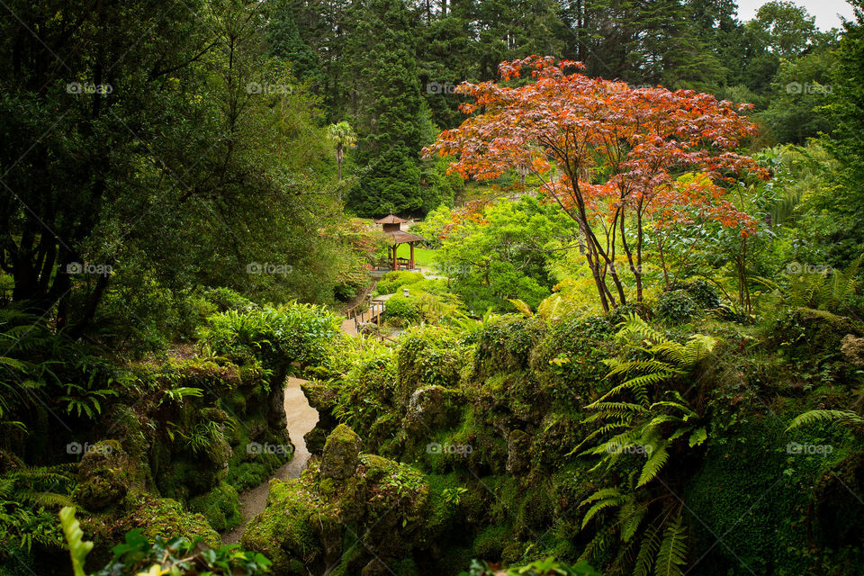 Rule of thirds leading lines and color red all apply in this composition. Image of beautiful Japanese garden, tree with red leaves, stream and summer house in between green plants and moss