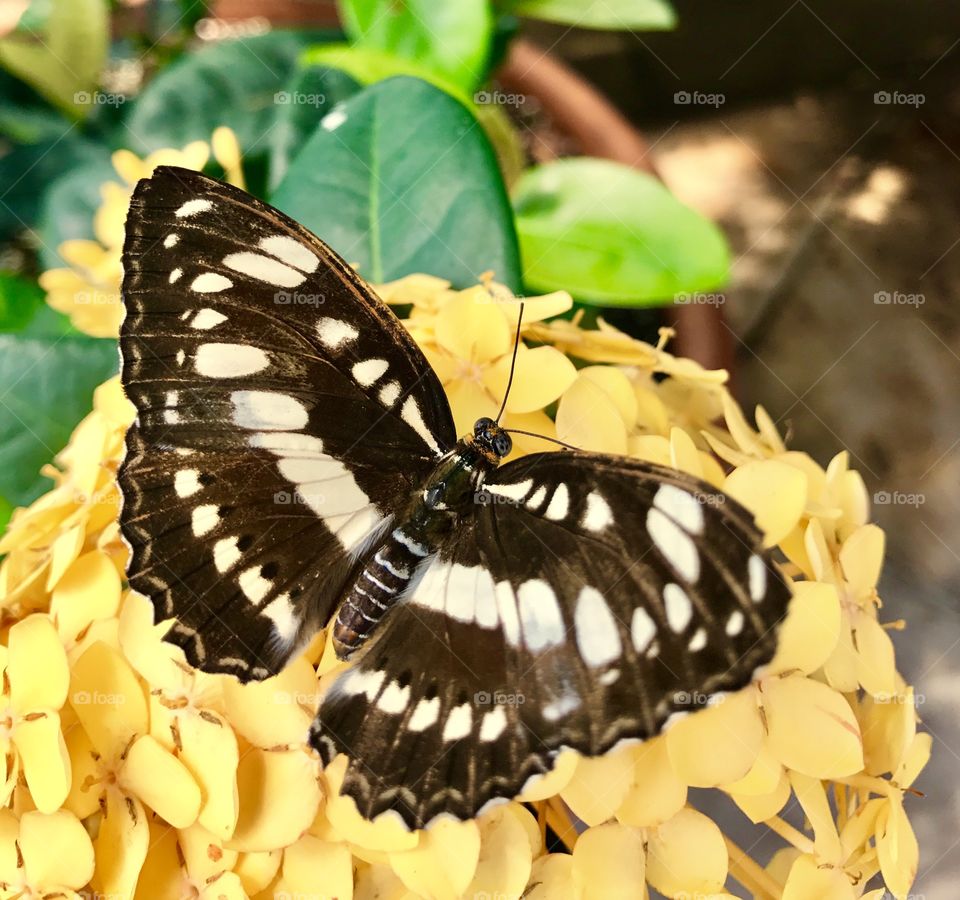 Butterfly Wings Close-Up