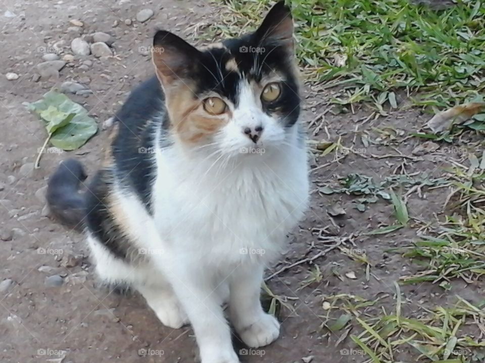 Gato color blanco con negro y una mancha marrón, es de una comunidad o rancho de México. Cat Mexican.