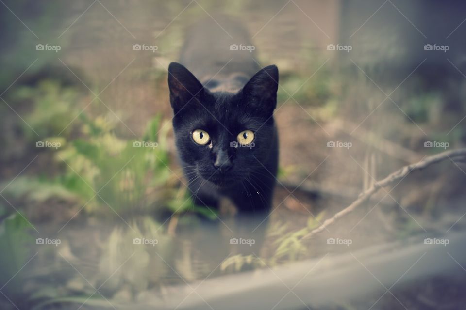 Black cat