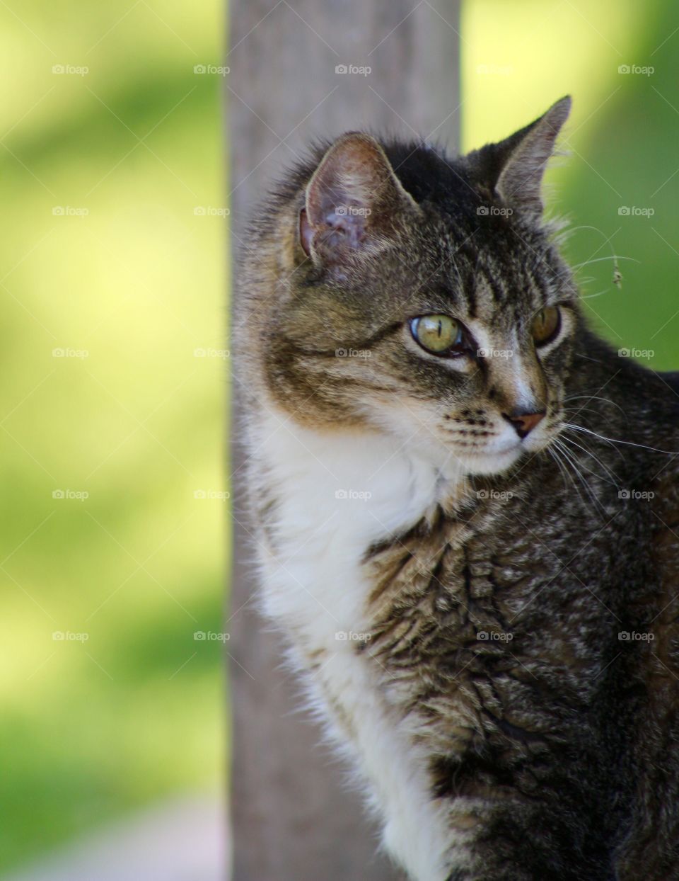 Summer Pets - a grey tabby cat next to a wooden pole with a blurred background of grass