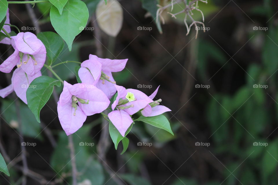 Flowers