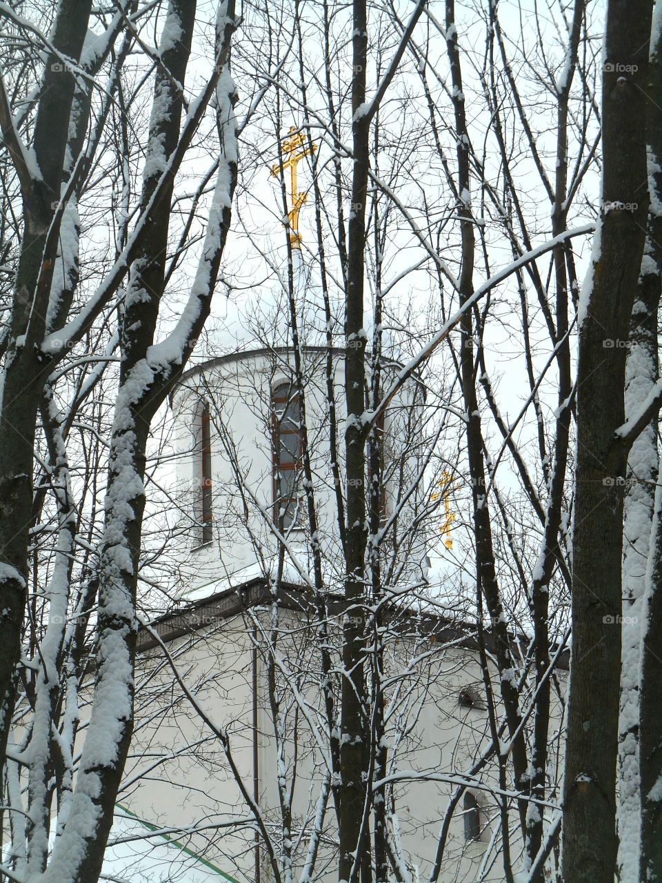 Wood, Winter, No Person, Tree, Snow