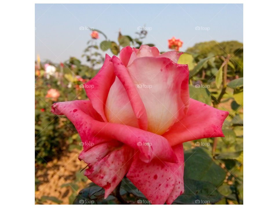 Beautiful red rose in frame