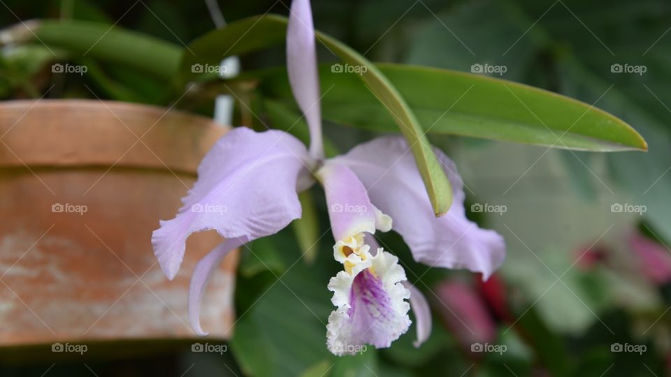 Orchid 