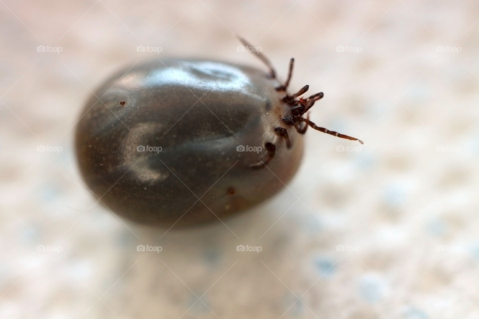 Blood feeding insect