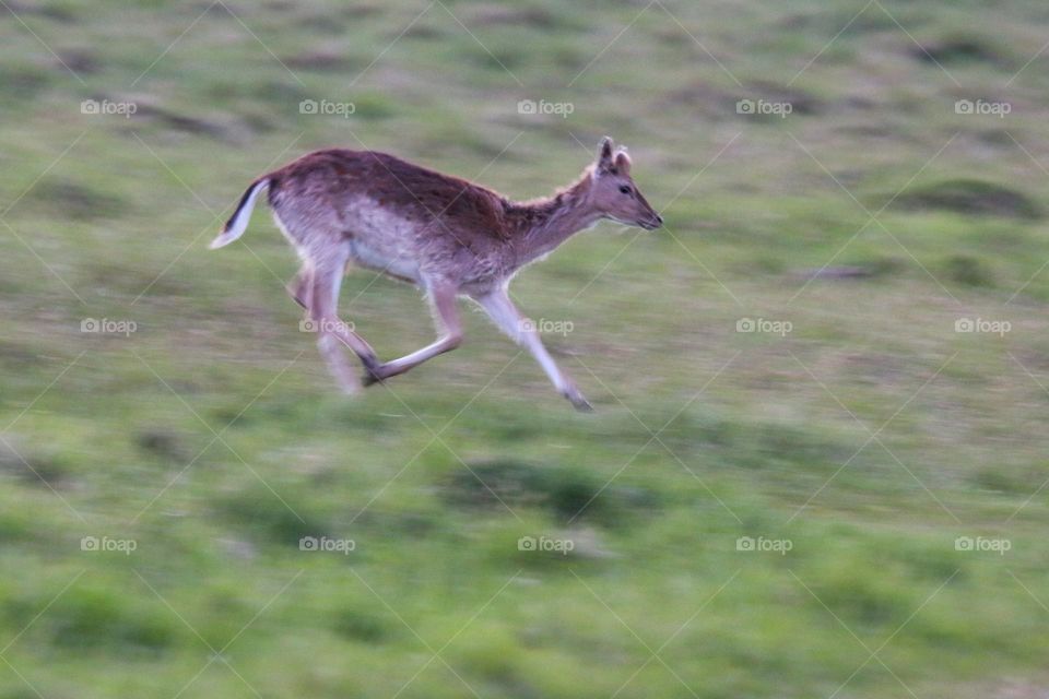 Runing deer in Copenhagen